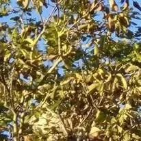 Halte Guêpes 21 (22)webp