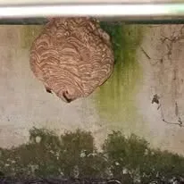 Halte Guêpes 21 (31)webp