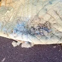 Halte Guêpes 21 (28)webp