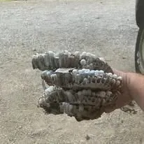 Halte Guêpes 21 (39)webp