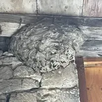 Halte Guêpes 21 (35)webp