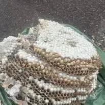 Halte Guêpes 21 (52)webp