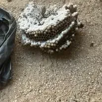 Halte Guêpes 21 (33)webp