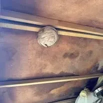 Halte Guêpes 21 (41)webp